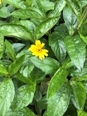 Sphagneticola calendulacea