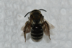 Andrena rubi