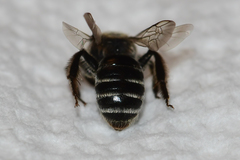 Andrena rubi