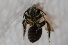 Andrena rubi