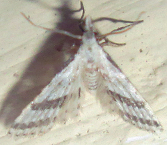 Alucitoidea