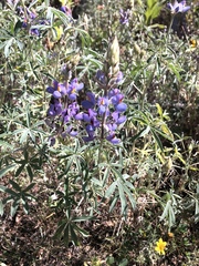 Lupinus altimontanus