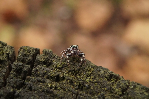 Common white-cheeked jumping spider photo 5