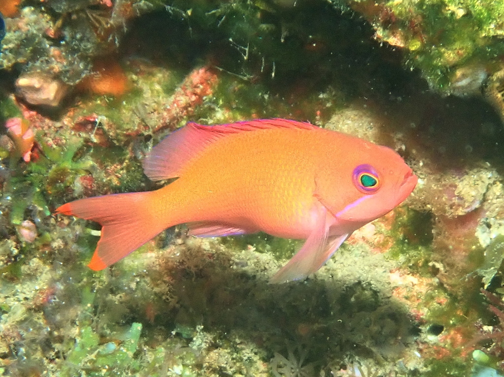 Pink basslet