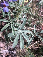 Lupinus altimontanus