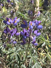 Lupinus altimontanus