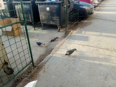 Columba livia domestica