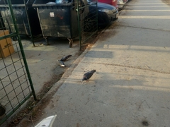 Columba livia domestica