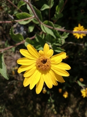Viguiera