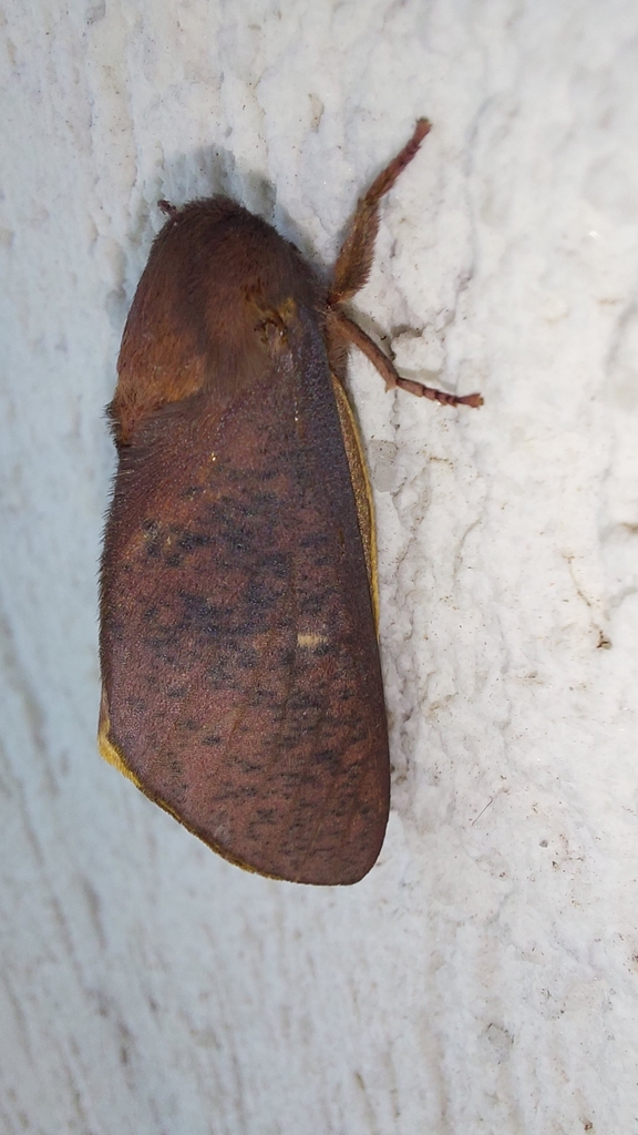 Almeidella corrupta