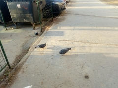 Columba livia domestica