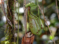 Nepenthes rafflesiana