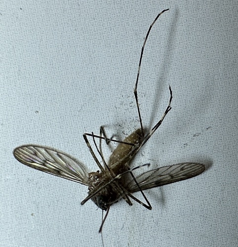 Banded house mosquito, Heemskerklaan, Velp, Gelderland, NL, photo 9 of 10