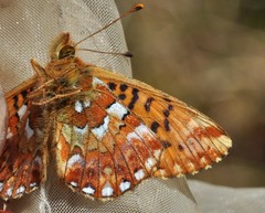 Boloria aquilonaris