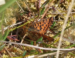 Boloria aquilonaris