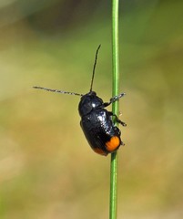 Cryptocephalus biguttatus