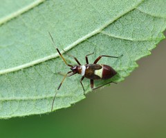 Closterotomus biclavatus