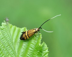 Nemophora degeerella