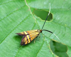 Nemophora degeerella