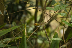 Abroscopus albogularis