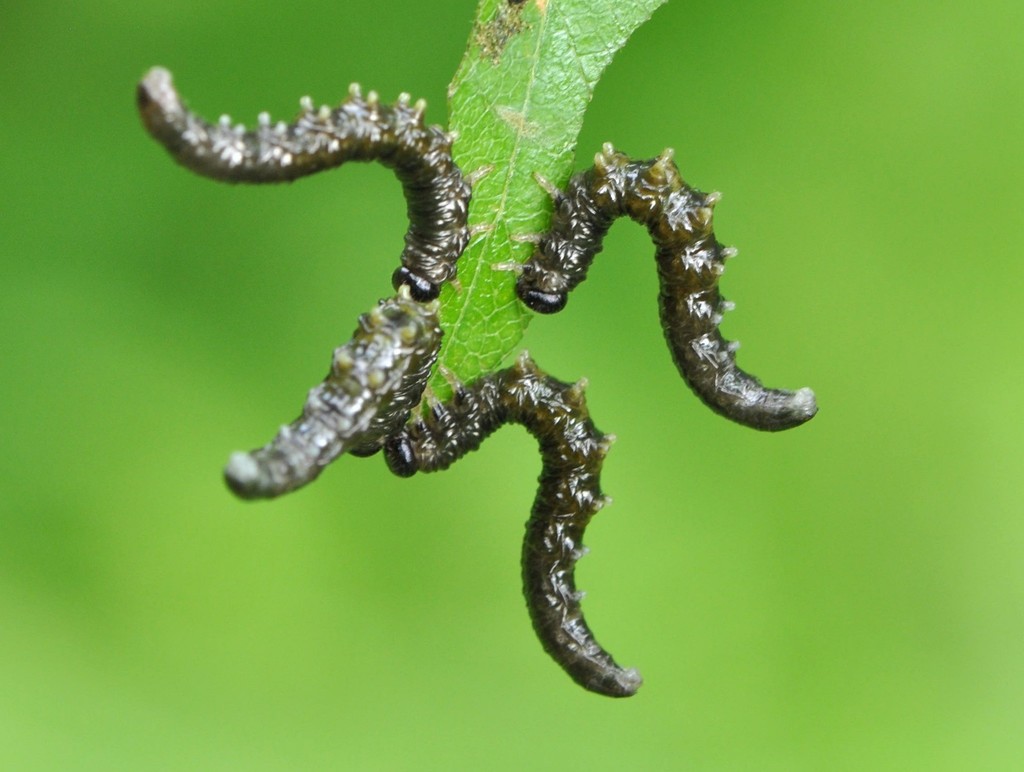 Umber Sawfly