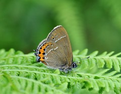 Satyrium pruni