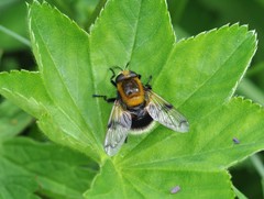 Volucella bombylans