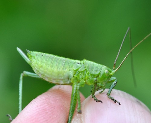 Žiogas giesmininkas nuotrauka
