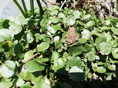 Pleurodema cinereum
