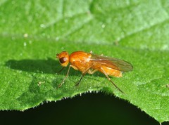 Psila