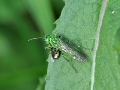 Tenthredo olivacea