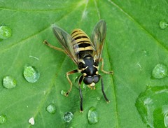 Temnostoma vespiforme
