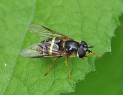 Dasysyrphus tricinctus