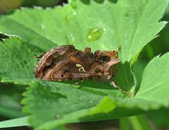Autographa pulchrina