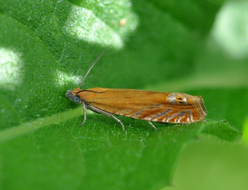 Oranžinė Latronimfa nuotrauka