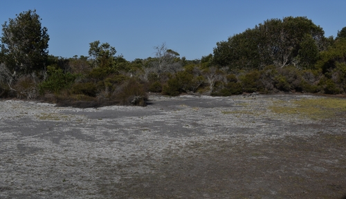Image of Swamp Goodenia (Goodenia humilis) by (c) Gail A Baker, some rights reserved (CC BY)