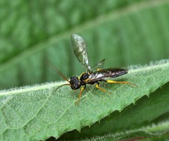 Pamphilius sylvaticus