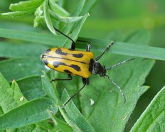 Brachyta interrogationis