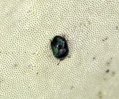 Cyllodes ater