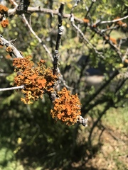Teloschistes exilis