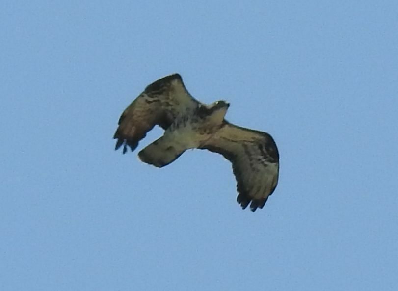 European Honey Buzzard