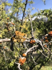 Teloschistes exilis