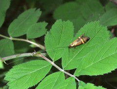 Nemophora