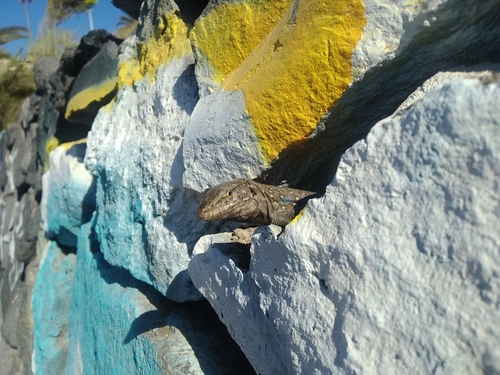 Tenerife Lizard, Costa Adeje, Santa Cruz de Tenerife, Spanyolország, photo 10 of 10
