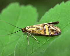 Nemophora