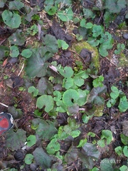 Petasites formosanus