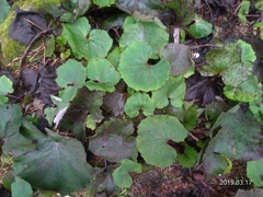 Petasites formosanus
