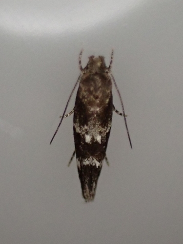 Mompha subbistrigella Haworth, 1828