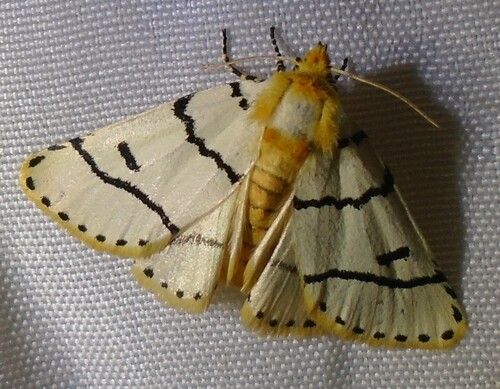 Proschaliphora albida