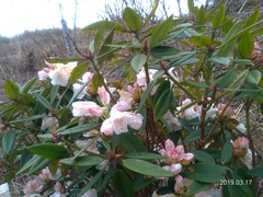 Rhododendron pseudochrysanthum